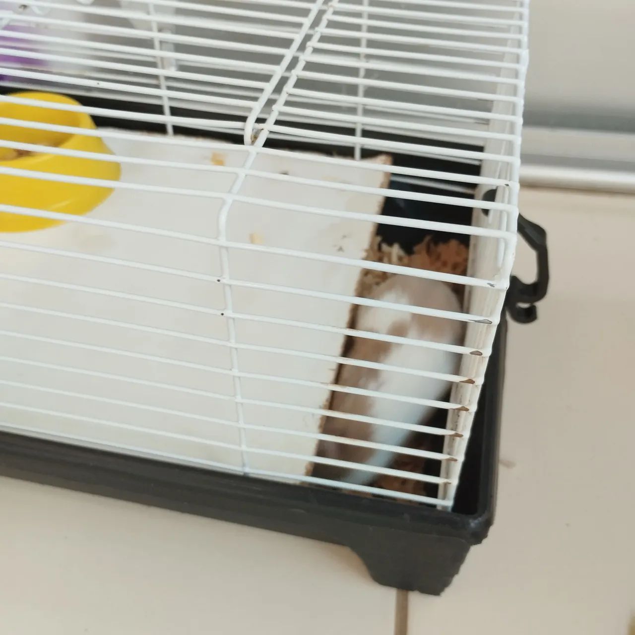 Animal de estimação  - Foto 4