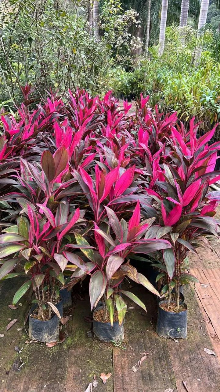 MUDAS DE DRACENA VERMELHA  - Foto 5