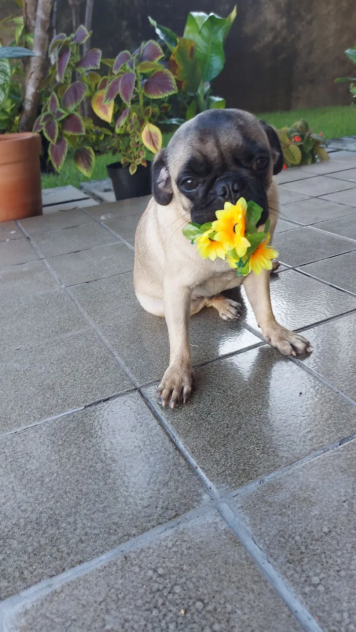 Pug