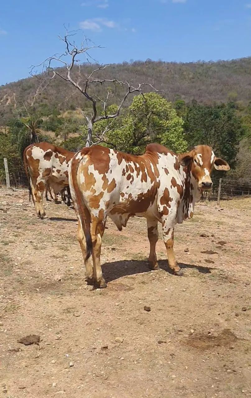 Touro PO nelore pintado 