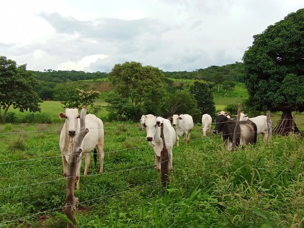 Sitio 1 Hectares Irrigado,Poço Artesiano/Caixa D'Água 50.000 Litros.. - Foto 13