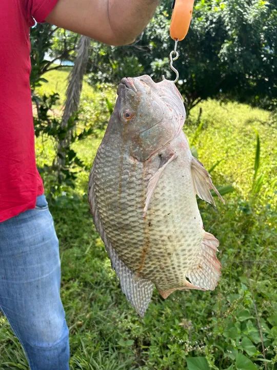 Peixe fresco de água doce tilapia atacado mesia de 1,7kg  - Foto 4