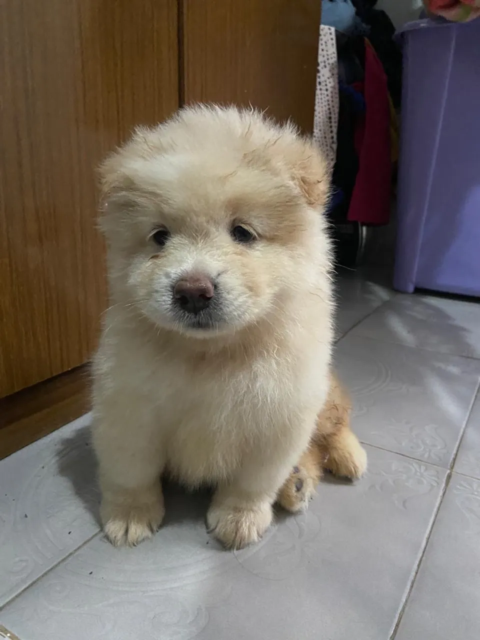Filhote Chow Chow - Pelúcia de Amor!