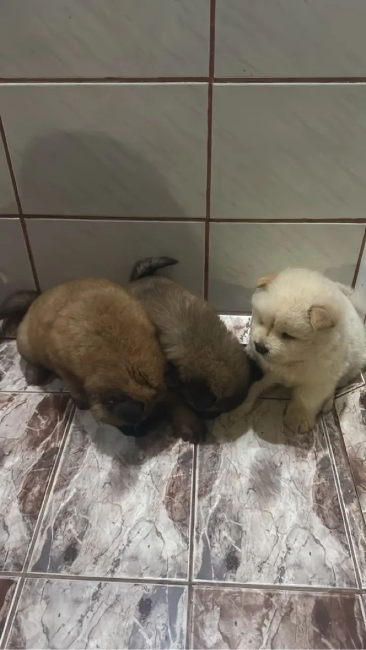 Filhotes de Chow Chow