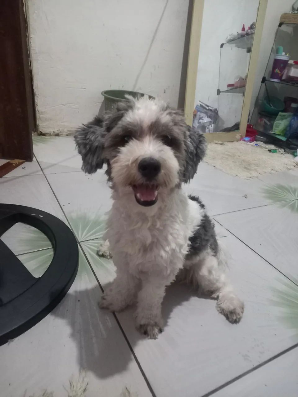 Proucura se namorada para meu cachorro misturado com poodle 