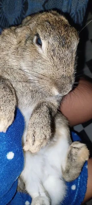 Coelhinha fofinha e coelho 