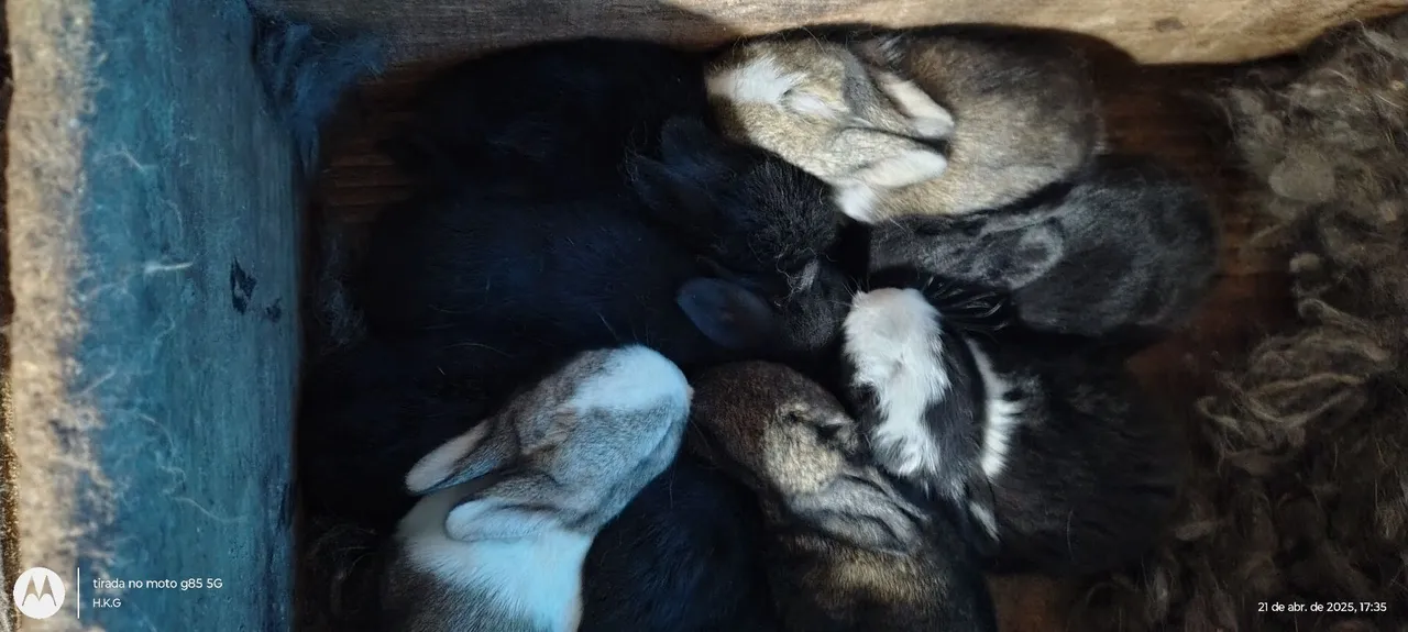 Coelhos ( adultos e filhotes) 