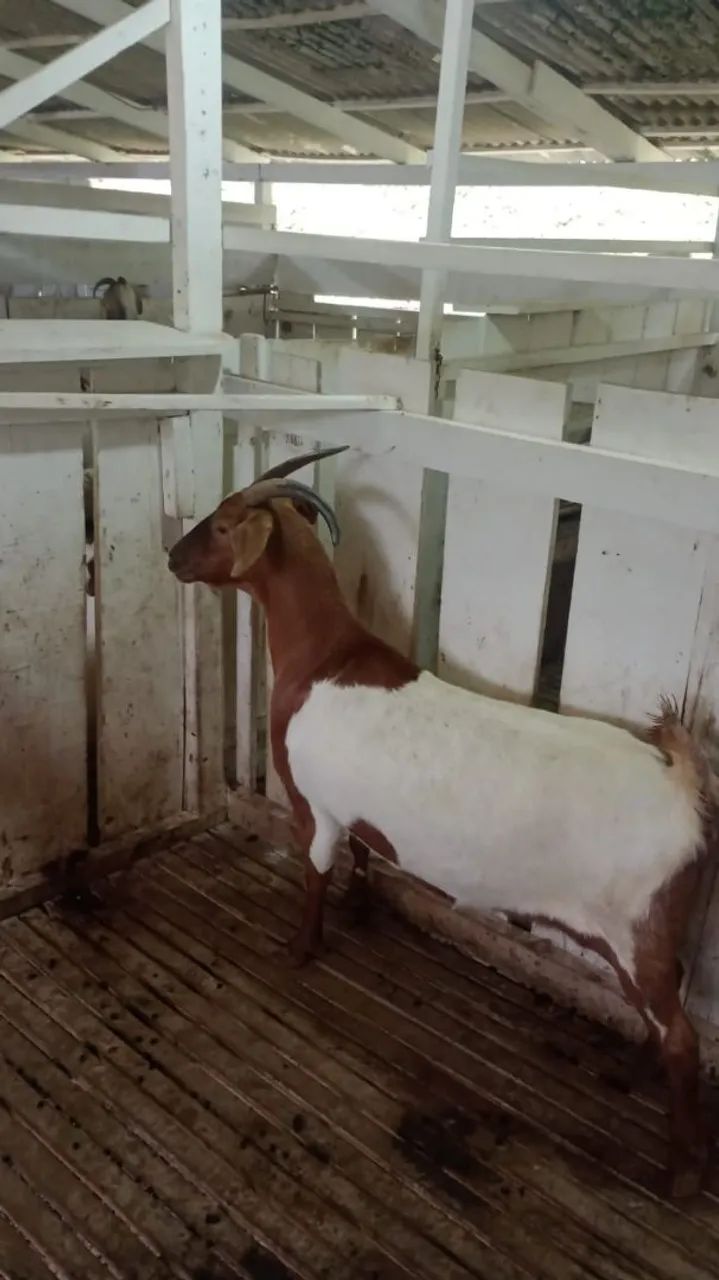 OVELHAS E CABRAS