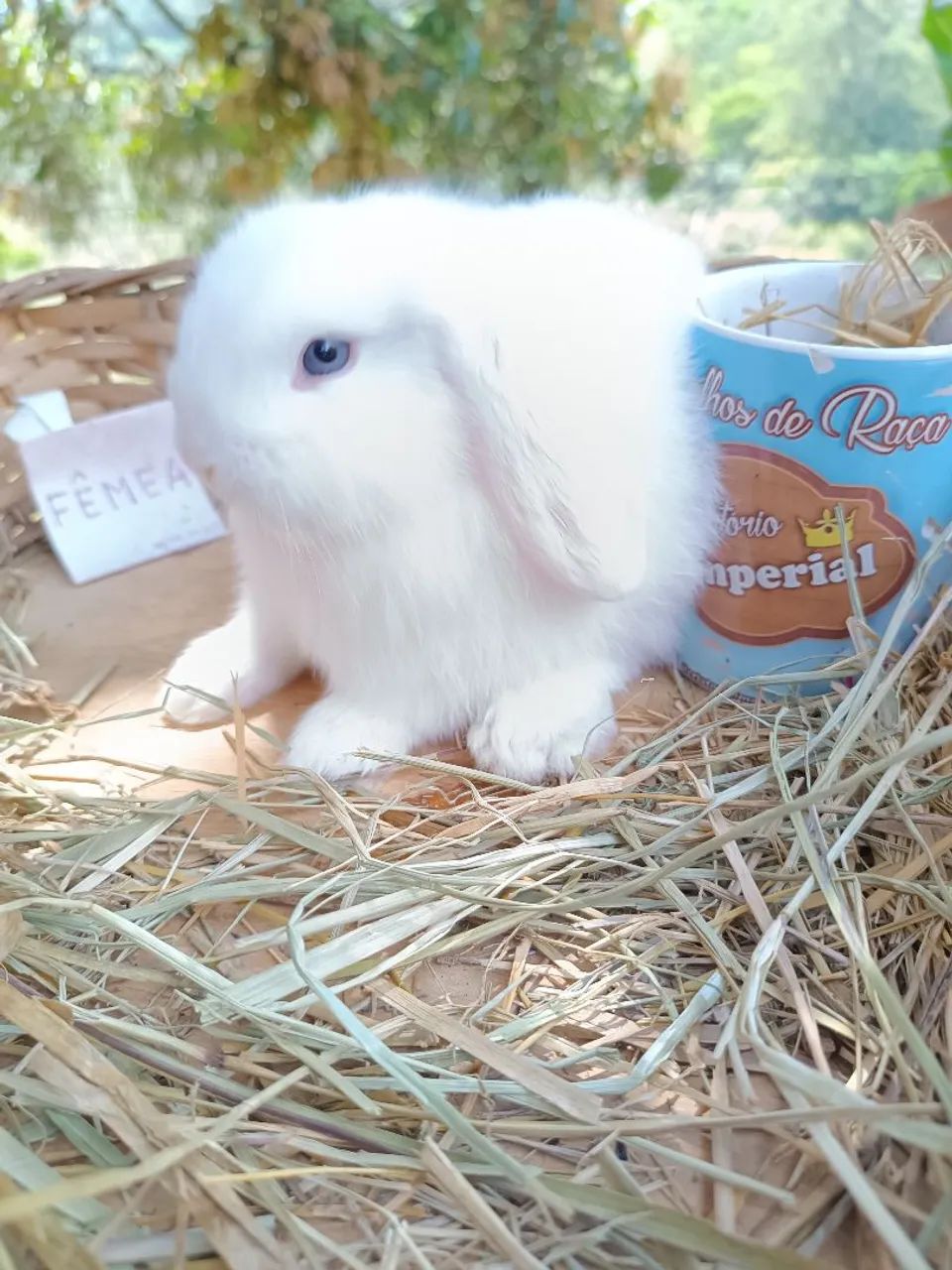 Coelhos PET - MINI, ANOES E GIGANTES - Foto 2