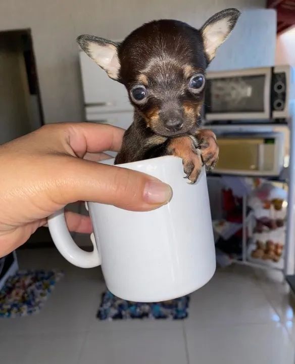 Pinscher miniatura -Filhotes \Entre em contato  - Foto 3