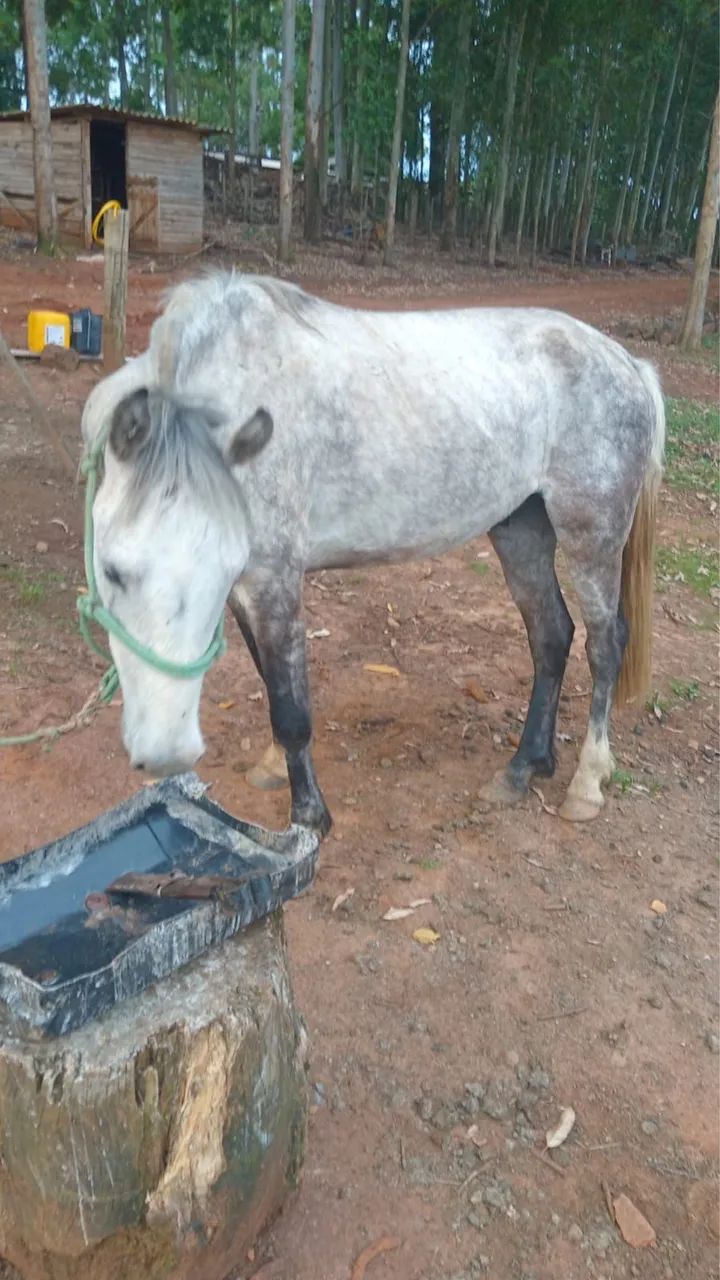 Cavalo tordilho negro  - Foto 5
