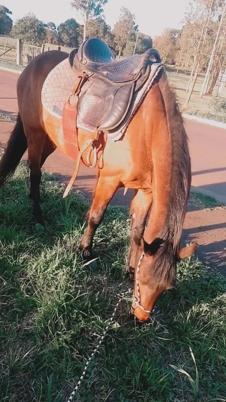 Troco mangalarga por outro cavalo do agrado  - Foto 3