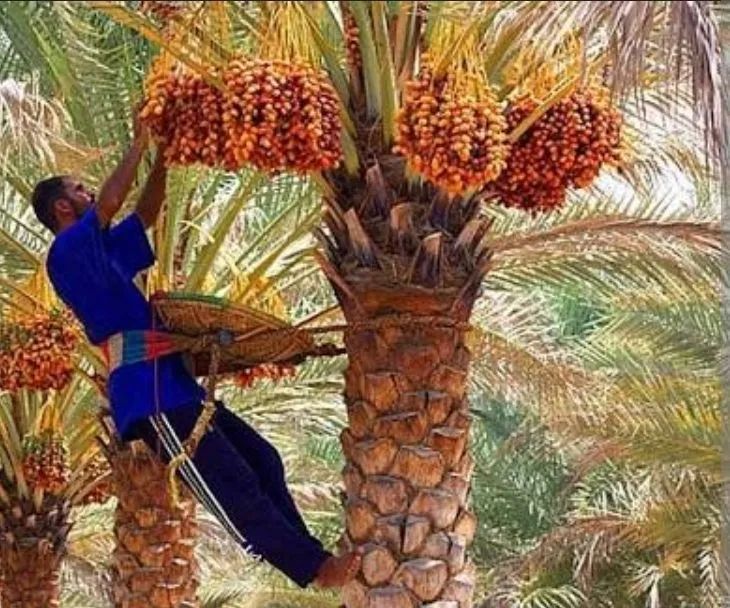 Mudas de Tamareira rara  - Foto 5