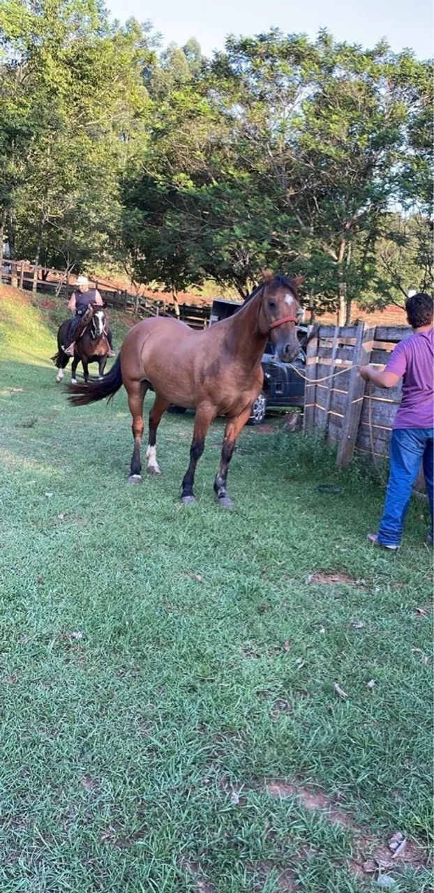 Gateada Professora, Craque!