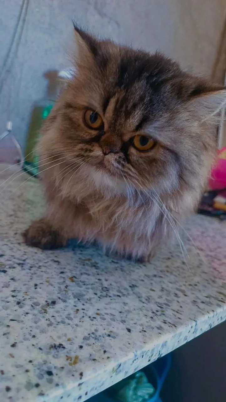 Gatinho Persa Macho - Peludo e Charmoso