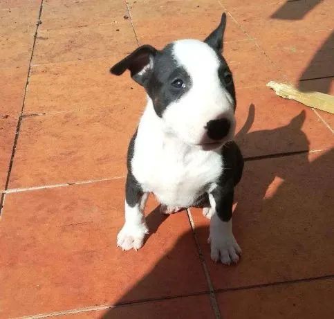 Bull Terrier Inglês pirata/fulvo/tricolor/, parcele em até 12x sem juros