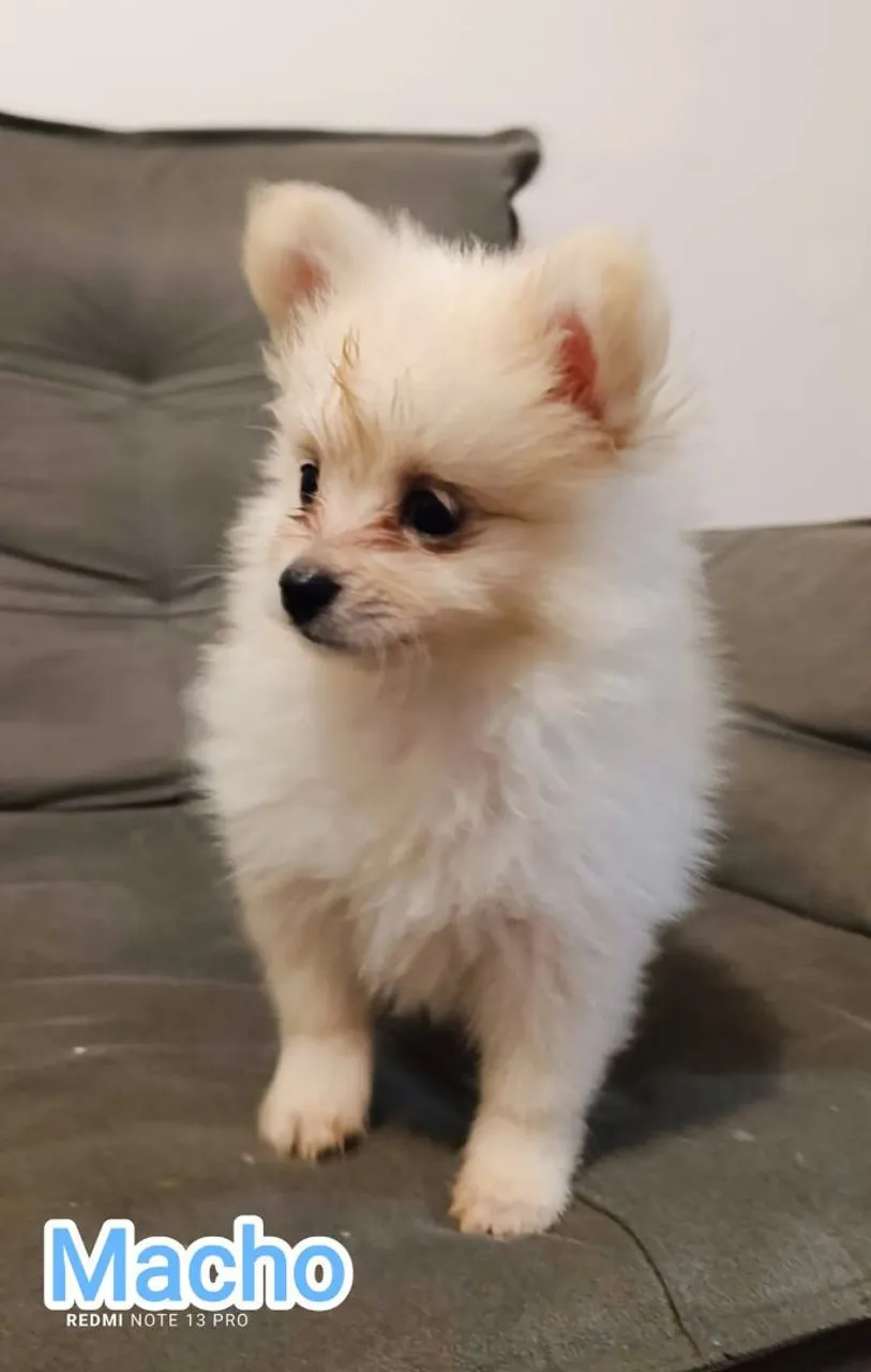 Filhote de Spitz Alemão