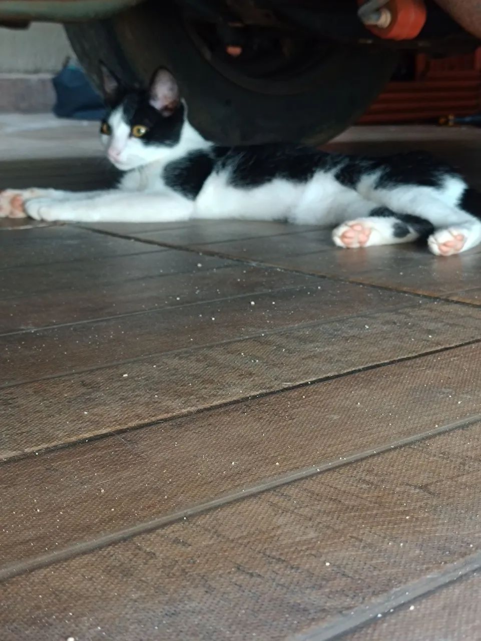 Gato Preto e Branco Adorável doação