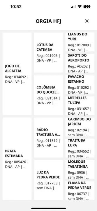 Mangalarga Marchador  - Foto 2