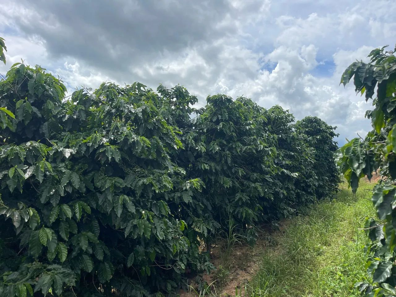FAZENDA PRODUTORA DE CAFE, COM 15 HECTARES!! - Foto 4