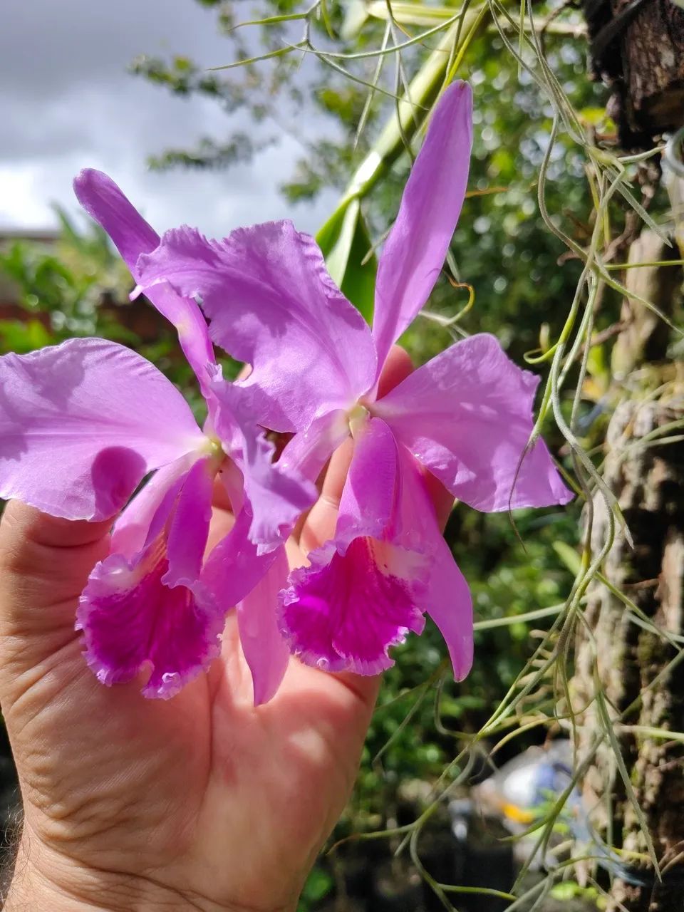 Lindas Orquídeas Cattleyas, Phal e outras - Foto 2