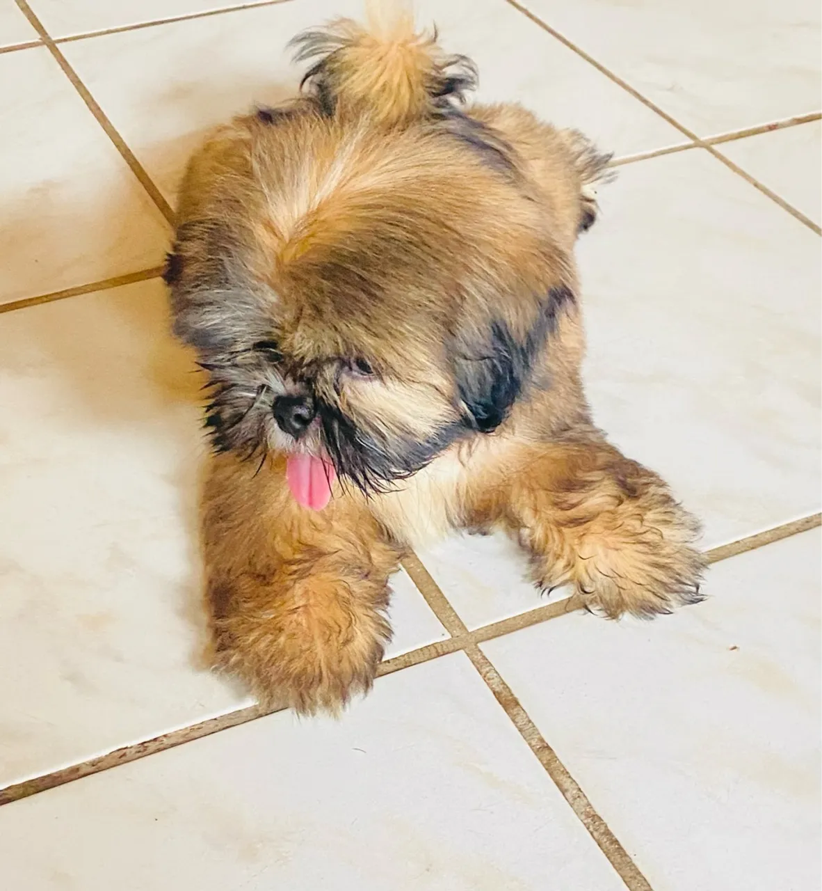 Filhote Shih Tzu fofo 