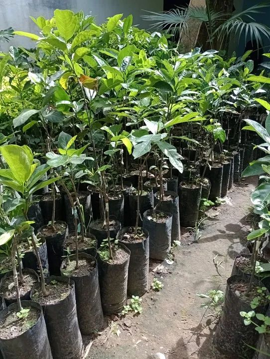 Mudas de Jaca enxertada - Pronta para Plantar - Foto 4