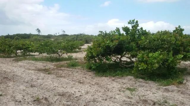 Granja com Casa Sede, Poço, 7.5 Hectares, plantação de graviola - Foto 4