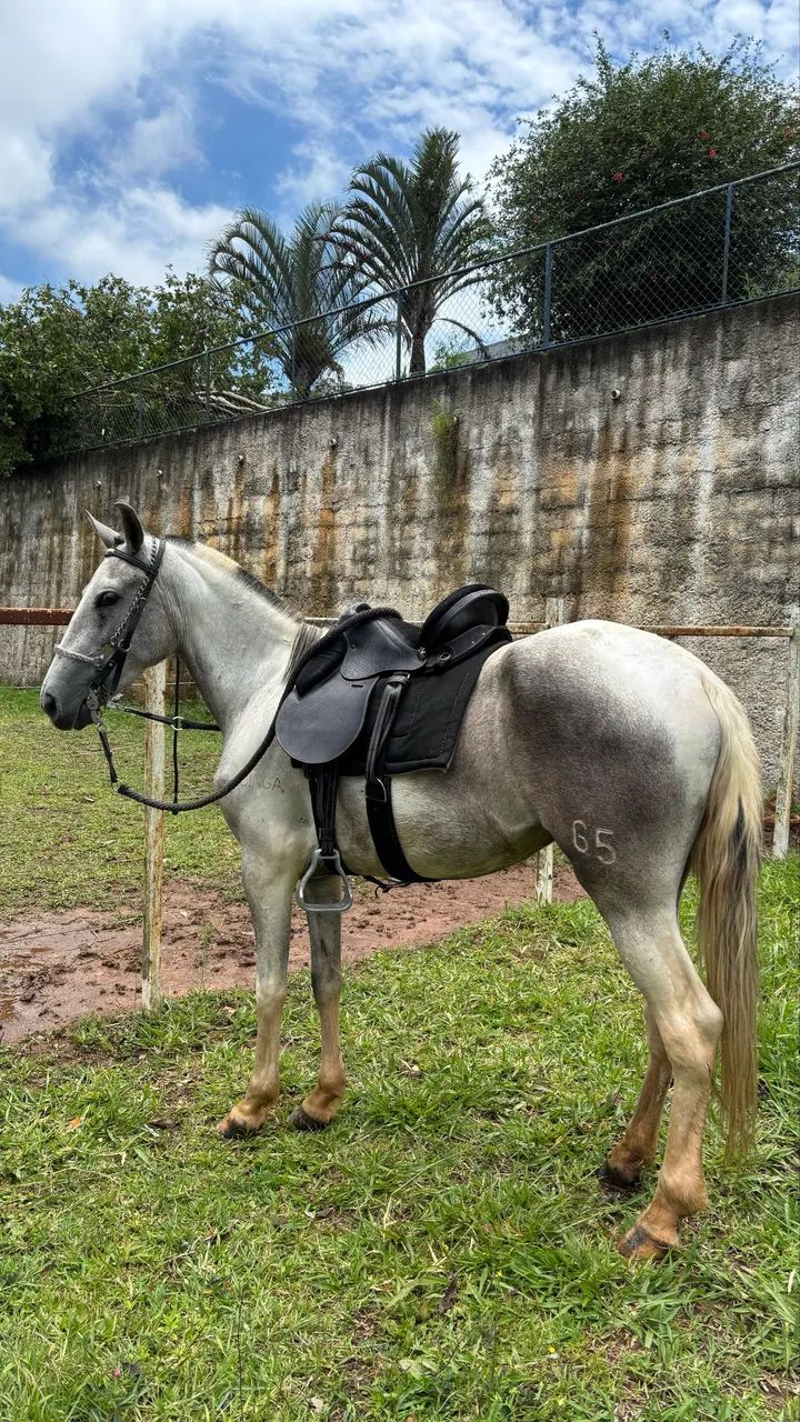 Egua potra mangalarga 