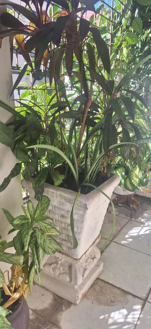 Vaso de Planta com Planta Ornamental - Foto 6