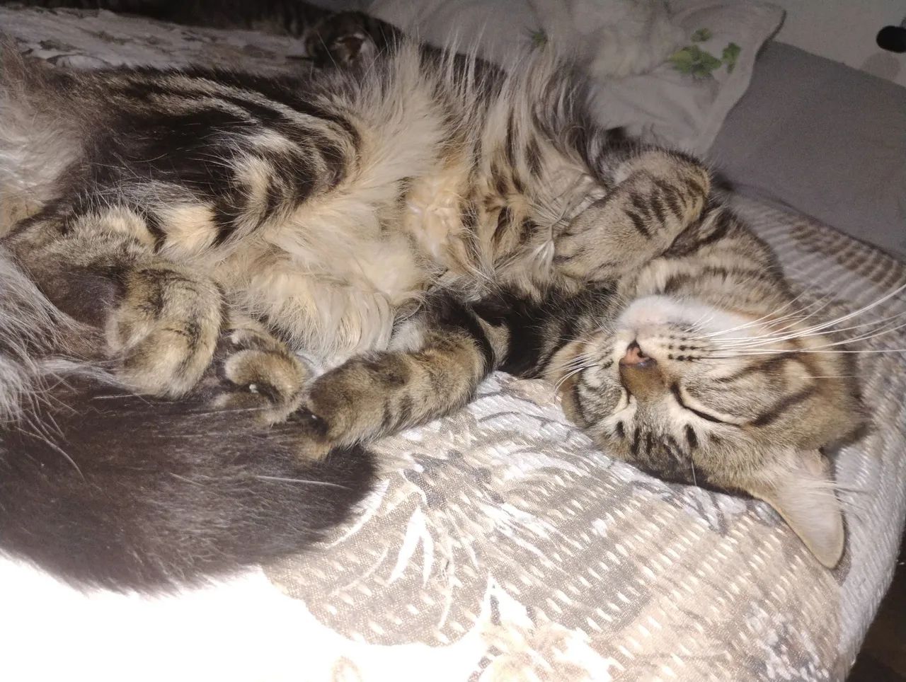2 gatos pra doação  - Foto 5