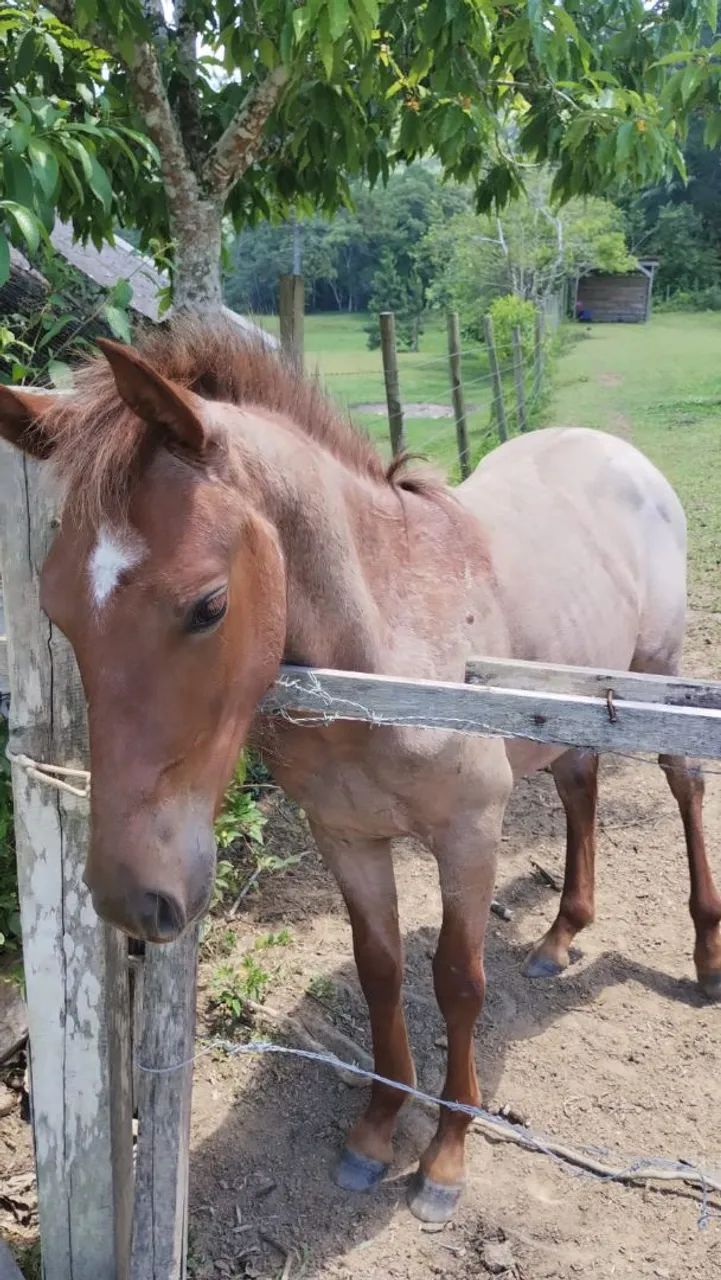 Potro Campeiro Rosilho Prateado