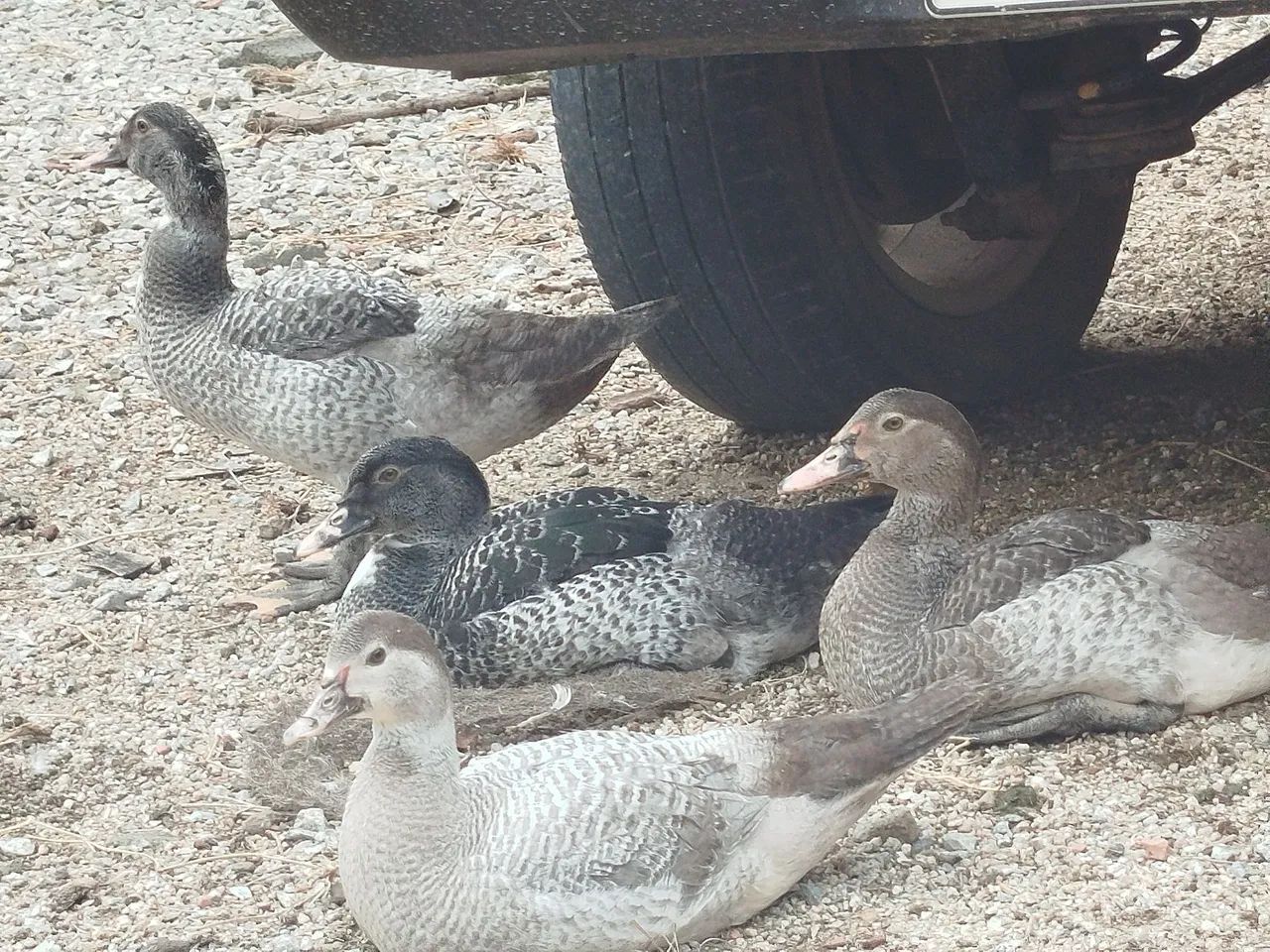 Patos machos novos  - Foto 5