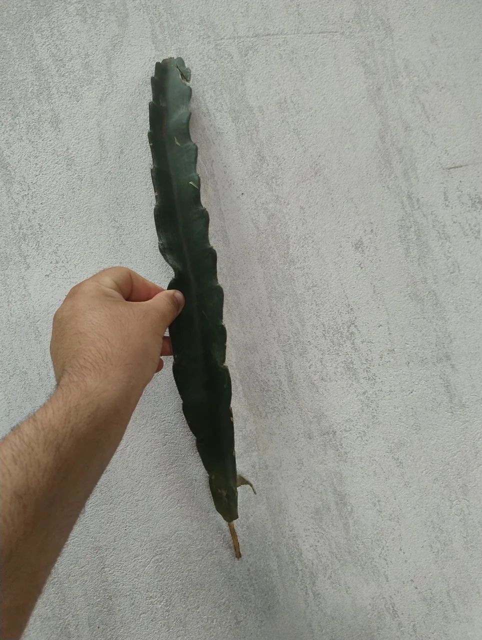 Mudas de Pitaya  - Foto 4