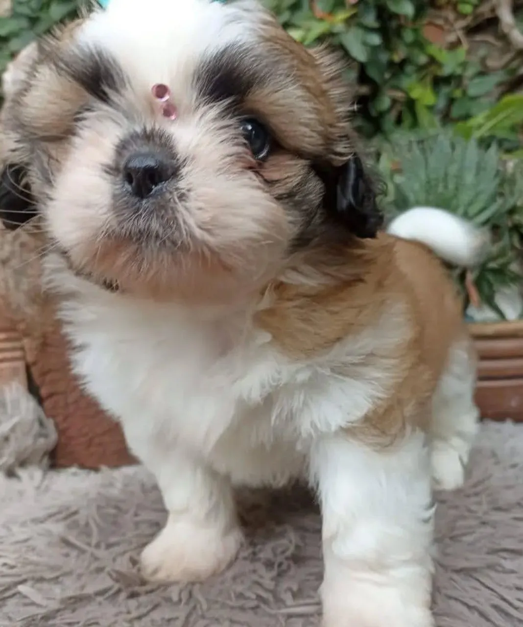 Filhotes shihtzu mini