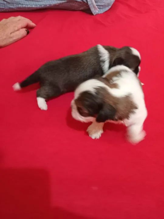 Filhote de Shih Tzu disponível!!!  - Foto 5