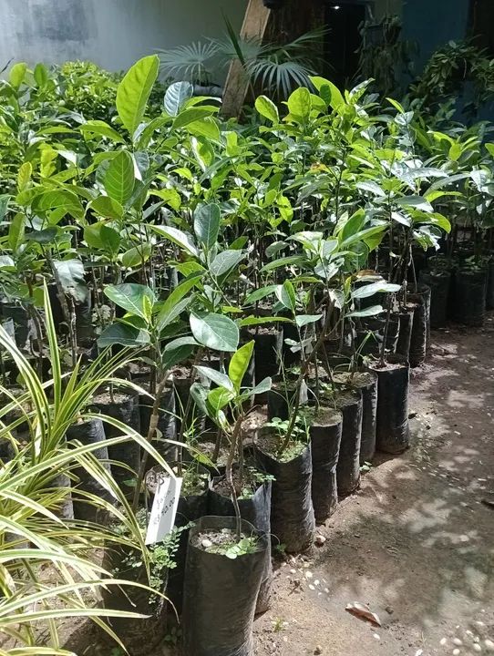 Mudas de Jaca enxertada - Pronta para Plantar - Foto 5