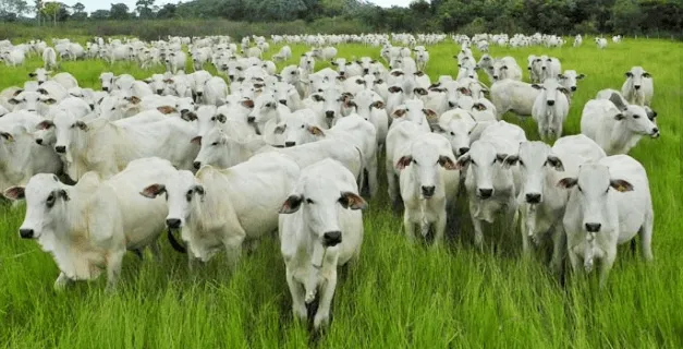 Arrendo fazenda 110 hectares próx. Brasília, acesso Lago Corumbá 4
