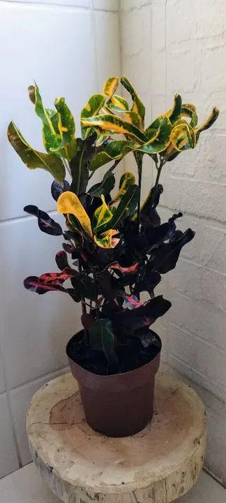 Planta Croton - Linda e vibrante - Foto 2