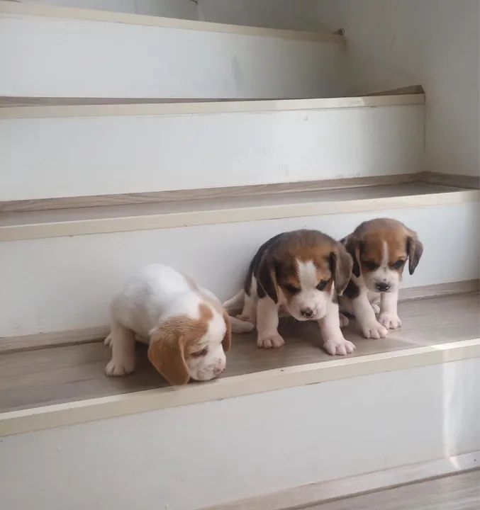Cachorro Beagle 
