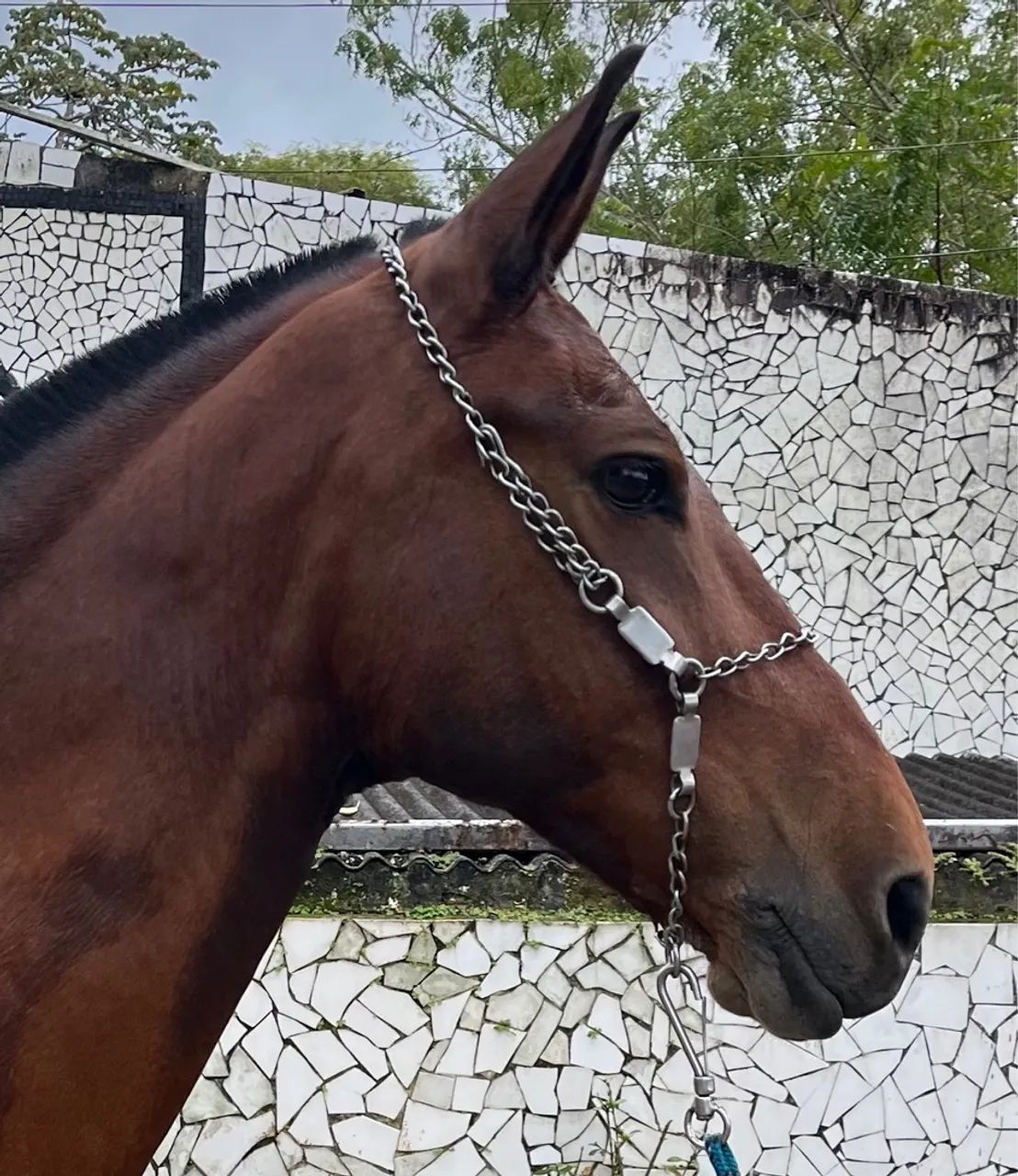 ÉGUA LINDA SHOW DE MARCHA PICADA - Foto 5