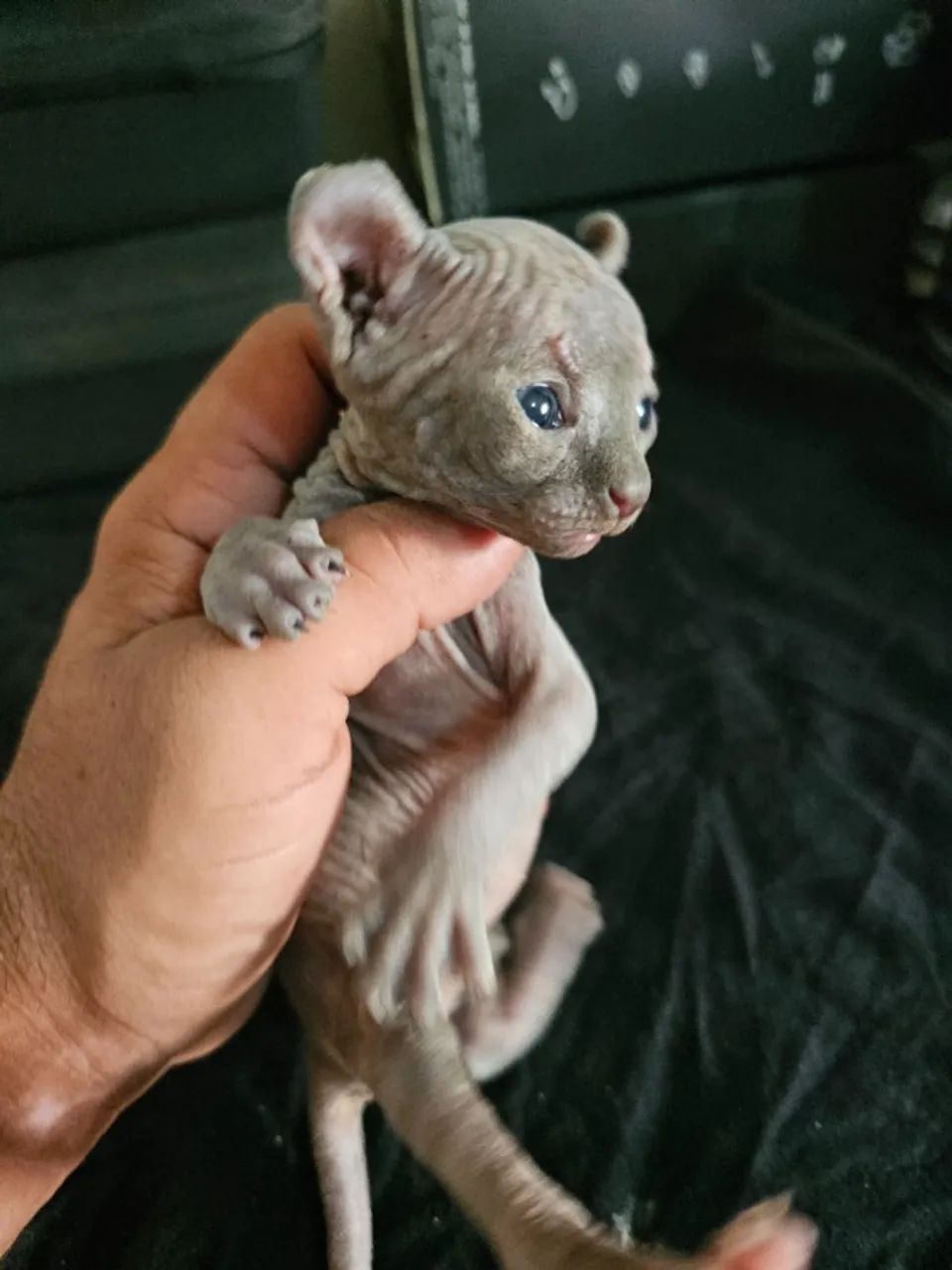 sphynx elf femea