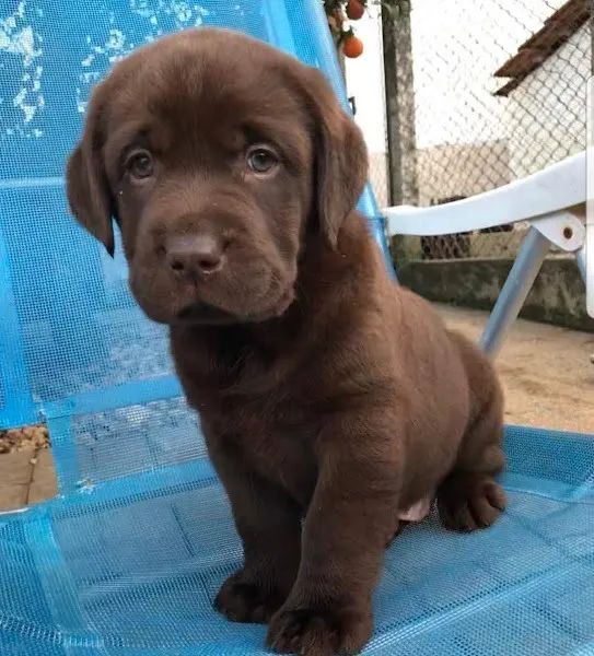 Labrador linhagem campeã  - Foto 5