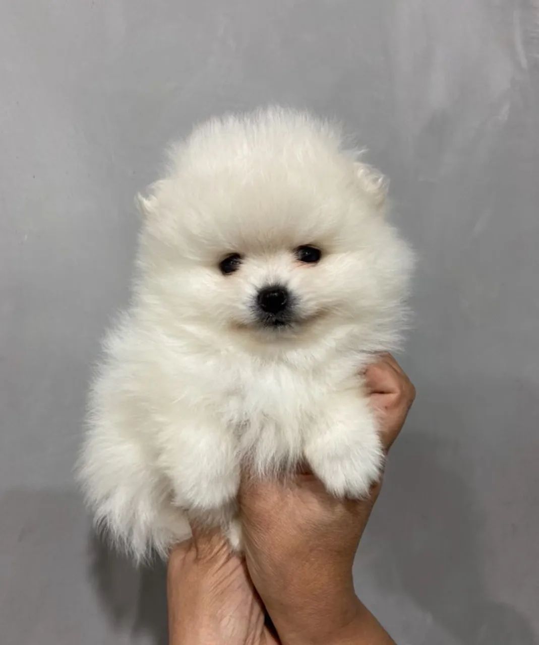 Lindo macho de Lulu ursinho na promoção 