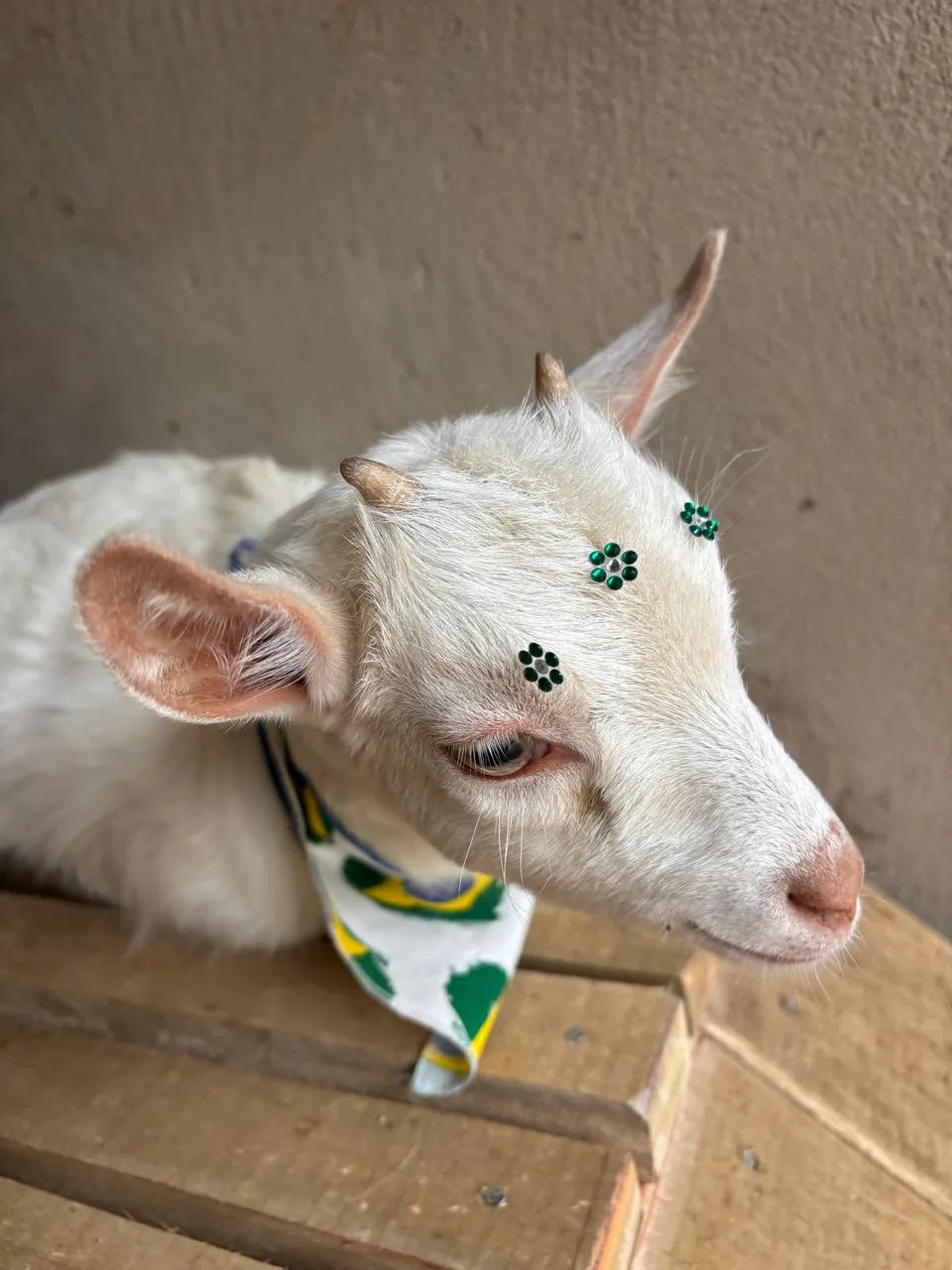 Mini cabra branca
