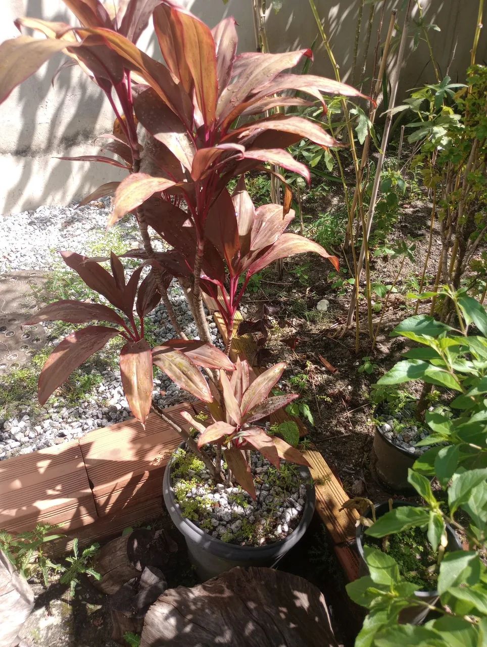 Plantas  - Foto 4