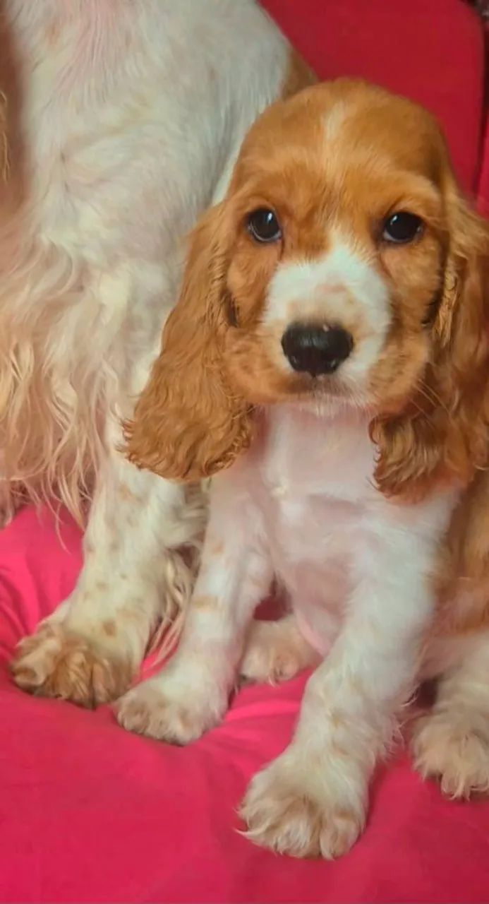 Filhote Cocker Spaniel Inglês  - Foto 5
