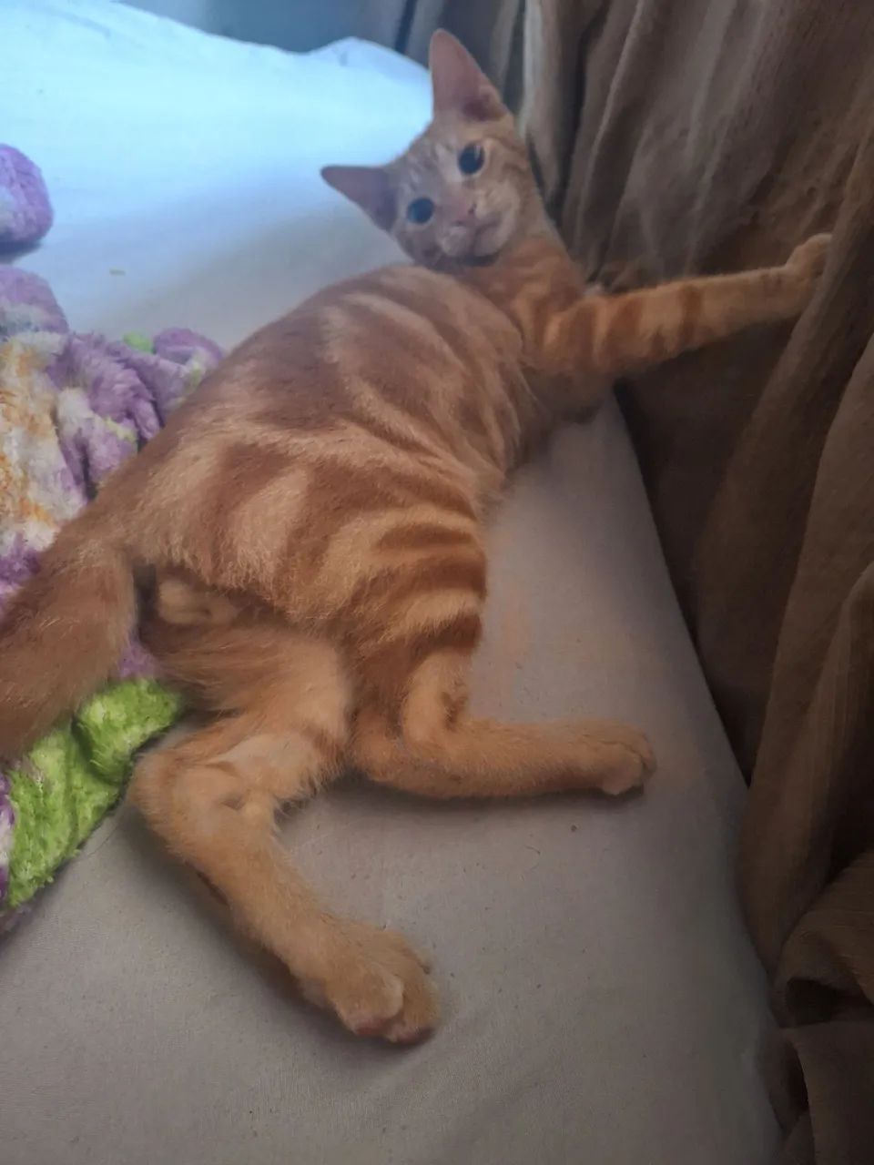 Doação gato laranja  - Foto 2