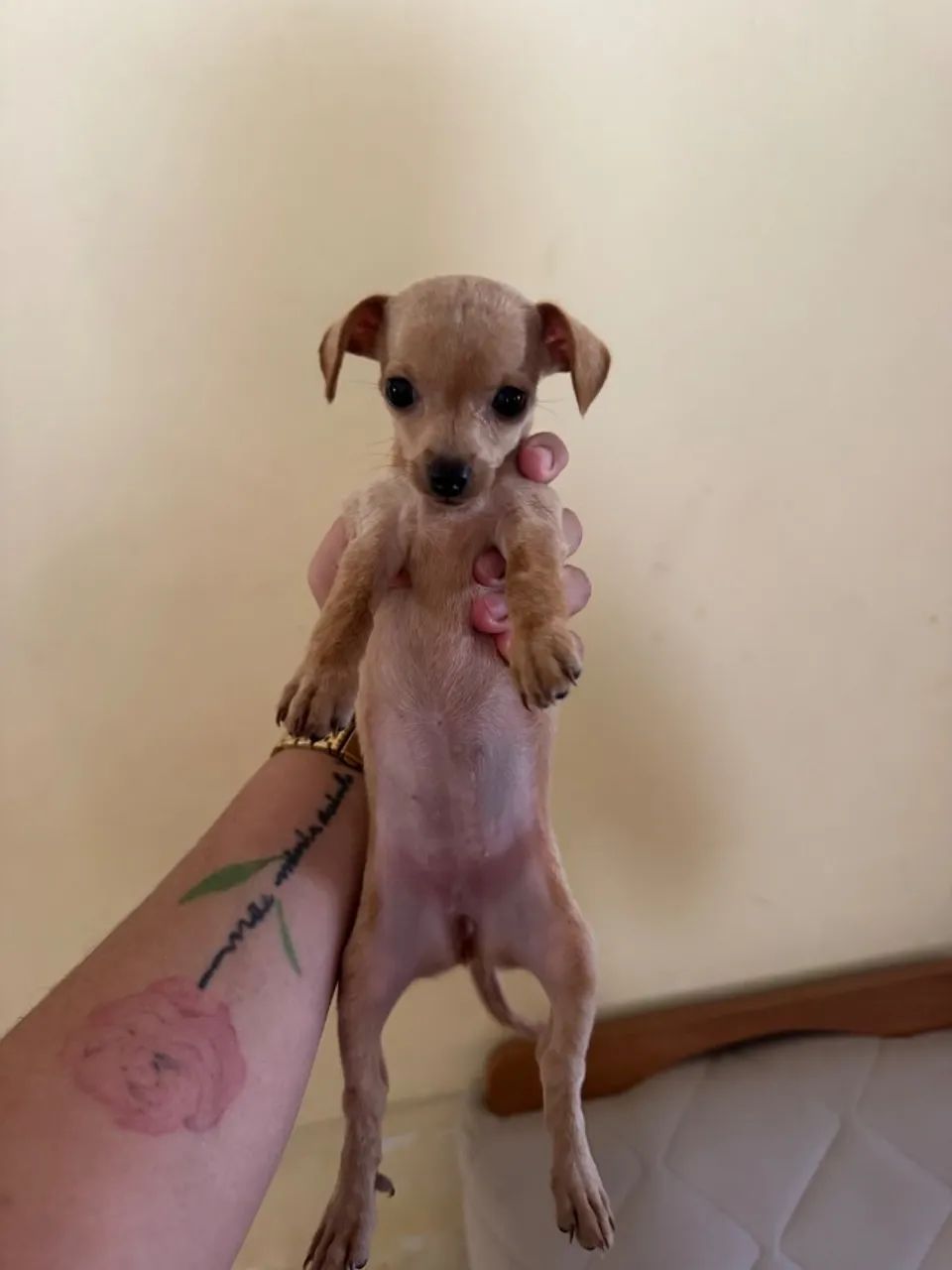 pinscher 