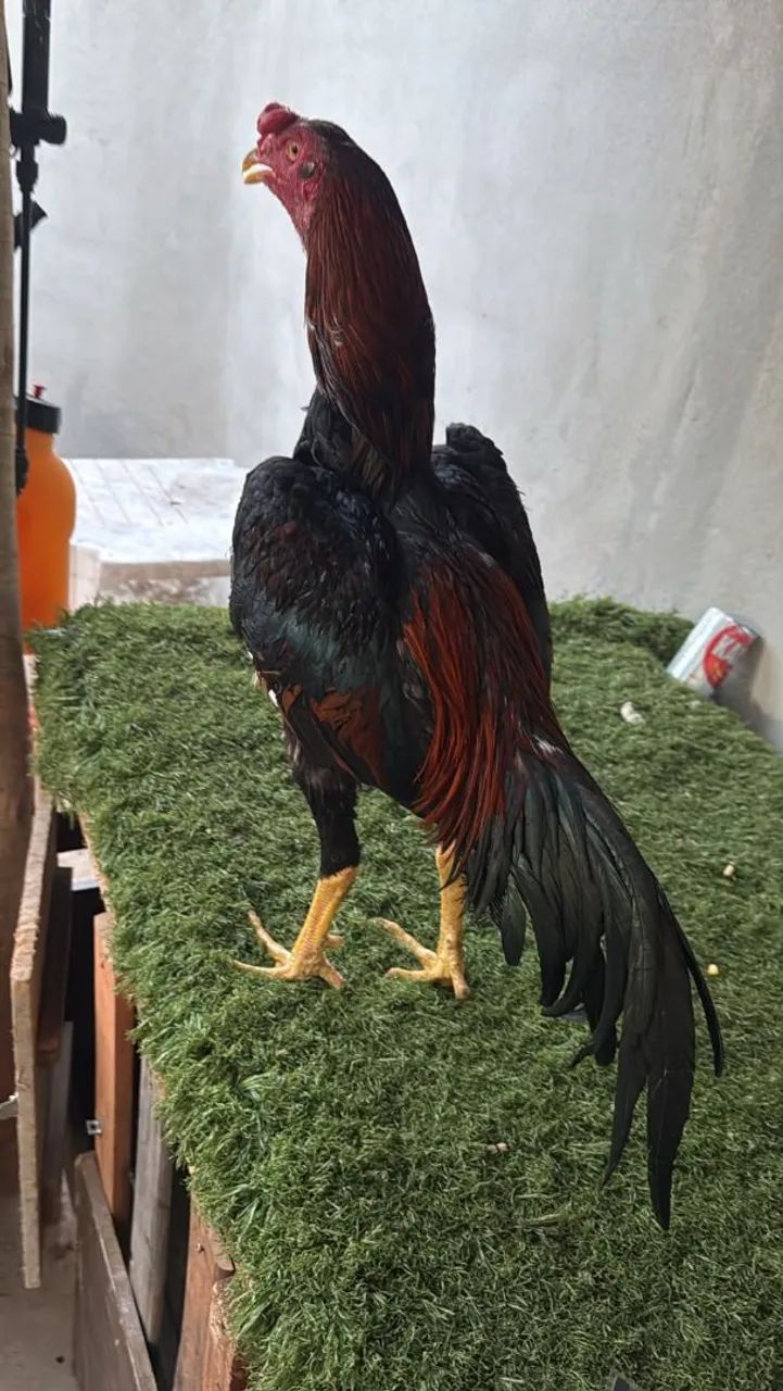 Galo indio - Foto 2